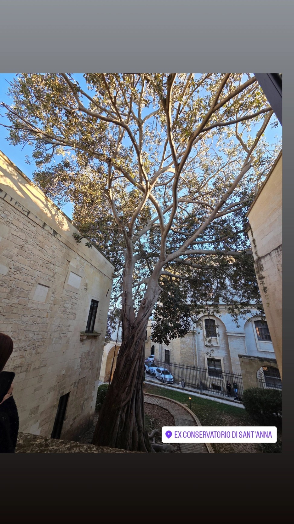 Albero di Ficus secolare